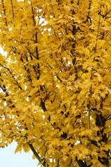 Acer campestre 'Queen Elizabeth' &ndash; Feldahorn