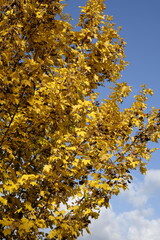 Acer campestre 'Queen Elizabeth' &ndash; Feldahorn