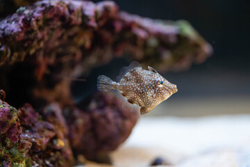 a cute docile white spotted pygmy filefish 