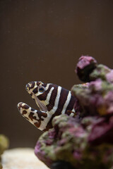 a zebra moray eel hiding at the back of a large coral 