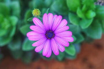 Obraz premium Close-up photo of vibrant purple aster flowers with yellow centers, highlighted against a soft green blurred background in natural light