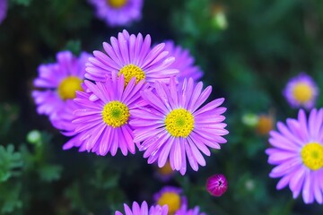 Obraz premium Vibrant Purple Asters A Close-Up Look at Blooming Flowers