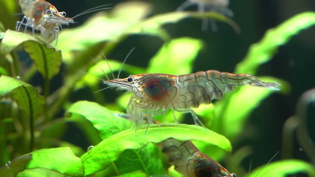 A detailed macro close up of a translucent Amano shrimp Caridina multidentata peacefully resting on a bright green aquatic plant leaf in a freshwater planted aquarium ecosystem.