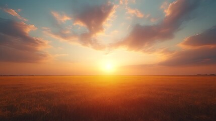 Fototapeta premium Golden sunset over a field