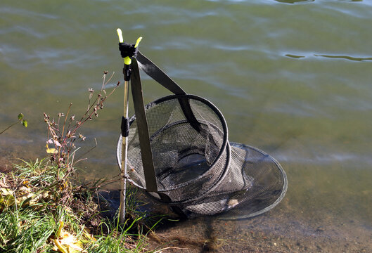 Fishing keepnet made of black mesh is fixed with strap and metal holder on shore, partly submerged in lake water, ready to store caught fish during angling. Fisherman equipment. Fisherman tools.
