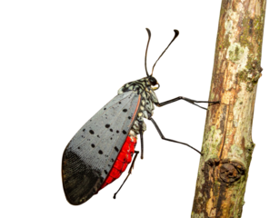  Modern Professional Diode Laser Hair Removal Machine, Front Facing, Isolated on Transparent Background