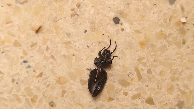2 different ant species competing over a dead beetle on garden tile. Larger black carpenter ant (Camponotus) with heart-shaped gaster fights smaller reddish-brown Pheidole ant. Insects, Ants behavior