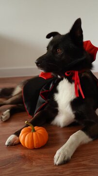 The dog is lying on the floor in a vampire costume and looking around next to a small pumpkin. Halloween Celebration Concept