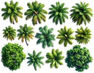 Overhead view of various tropical trees (2)