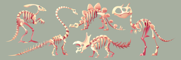 Dinosaur fossil skeleton set with bones for museum or educational displays. Prehistoric creatures of stegosaurus and brachiosaurus, triceratops and tyrannosaurus rex. Paleontology illustrations. © klyaksun