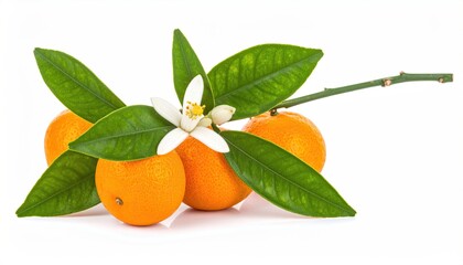 Fresh oranges with blossom and leaves on a white background