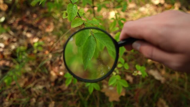 Looking through a magnifying glass at a plant in an autumn forest