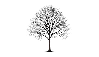 Obraz premium Single silhouette of leafless winter tree with branches, isolated on white background