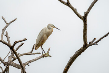 Little egret (Egretta garzetta) perched on a branch with white sky background. Great egret standing on dead tree. Close up white bird on bare tree