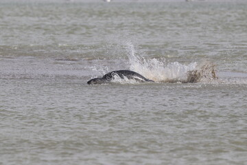 Fototapeta premium Phoques gris (Halichoerus grypus) : Grand mammifère marin qui se distingue par son apparence robuste et son museau allongé. C'est l'une des espèces de phoques que l'on peut observer à Berck-sur-Mer