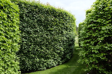 Acer campestre &ndash; Feldahorn &ndash; Hecke