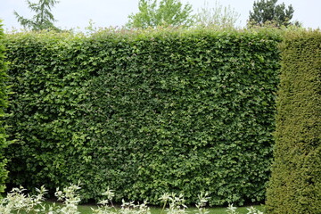 Acer campestre – Feldahorn – Hecke