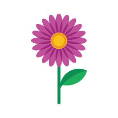 African daisy flower botanical vector art illustration