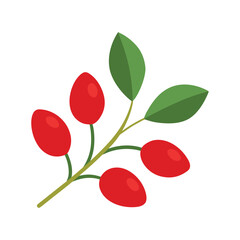 Barberry plant botanical vector art illustration