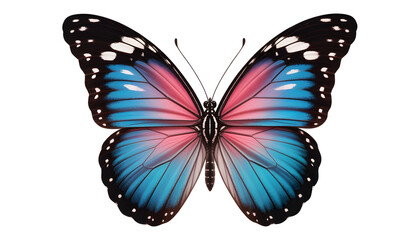 Obraz premium Vibrant blue and pink butterfly with open wings on white background 