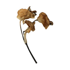 Obraz premium Isolated delicate dried flowers featuring intricate withered petals and a slender dark stem, set against a pristine white background, showcasing botanical detail