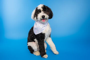 Black and White Dog with Bandana on Blue Background