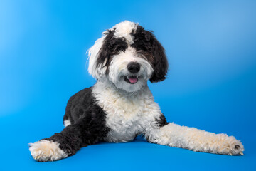 Black and White Dog Relaxing on Blue Background