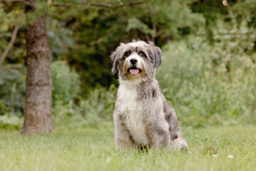 Fluffy Gray Dog Sitting in Park
