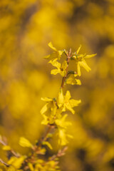 forsythia yellow flowers in spring time Forsythia intermedia Golden Times in garden wallpaper or background theme