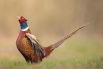 Common pheasant Phasianus colchius Ring-necked pheasant in natural habitat, grassland in early spring Poland Europe