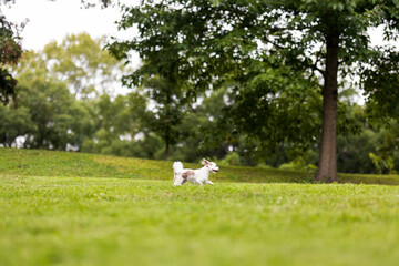Dog in Grassy Park with Trees