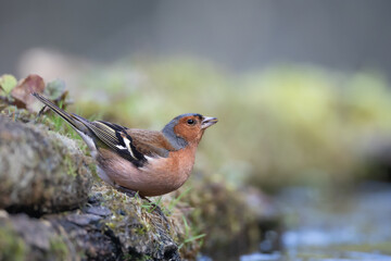 Bird chaffinch Fringilla coelebs perching on forest puddle, spring time bird drinking water Poland Europe