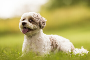 White and Brown Dog Sitting on Grass