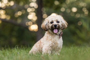 Small Cream Dog Sitting on Grass