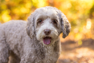 Fluffy Gray Dog in Autumn