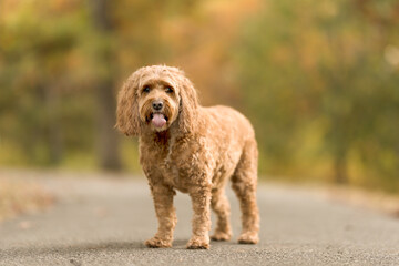 Fluffy Brown Dog on Pathway