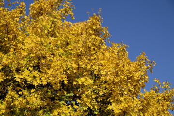 Fototapeta premium Acer campestre – Feldahorn