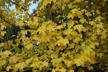 Acer campestre – Feldahorn