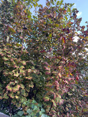 Fototapeta premium Dense shrub or small tree whose leaves are actively transitioning into autumn colours