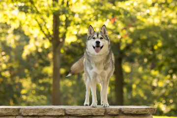 Husky Dog Standing on Stone Wall