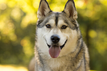 Husky Dog Smiling Outdoors