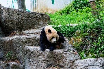 Giant panda (Ailuropoda melanoleuca)  in the Bifengxia Panda Base of Ya'an City, Sichuan Province, China © DarthSkywalker