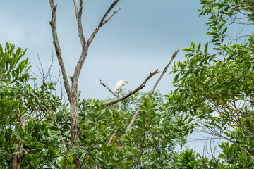 Little egret (Egretta garzetta) perched on a bare branch in lush green foliage. Close up a white bird standing on dead tree in the forest