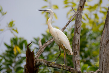 Little egret (Egretta garzetta) perched on a bare branch in lush green foliage. Close up a white bird standing on dead tree in the forest