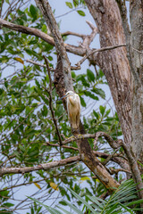 Little egret (Egretta garzetta) perched on a bare branch in lush green foliage. Close up a white bird standing on dead tree in the forest
