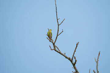 Female Pink-necked Green Pigeon (Treron vernans) is perched on a bare tree branch against a blue sky. Bird on dry dead tree. Wildlife. Bird watching