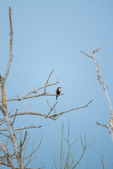 White-throated Kingfisher (Halcyon smyrnensis) bird perched on a bare branch against a blue sky. The bird is vibrant blue and brown and white plumage