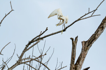 Little egret (Egretta garzetta) soars above a bare tree in the forest. White bird flight with wings spread wide. Great egret flying over dry branch