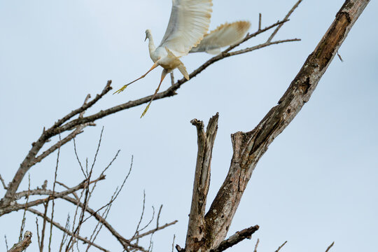 Little egret (Egretta garzetta) soars above a bare tree in the forest. White bird flight with wings spread wide. Great egret flying over dry branch - Powered by Adobe