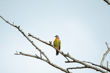 Pink-necked Green Pigeon (Treron vernans) is perched on a bare tree branch. Bird on dry dead tree. Wildlife. Bird watching